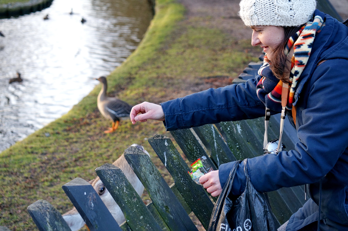 Fees ultimative Top Ten in und um Egmond aan Zee // Ein Besuch beim "Hertenkamp" in Bergen - "Fee ist mein Name"