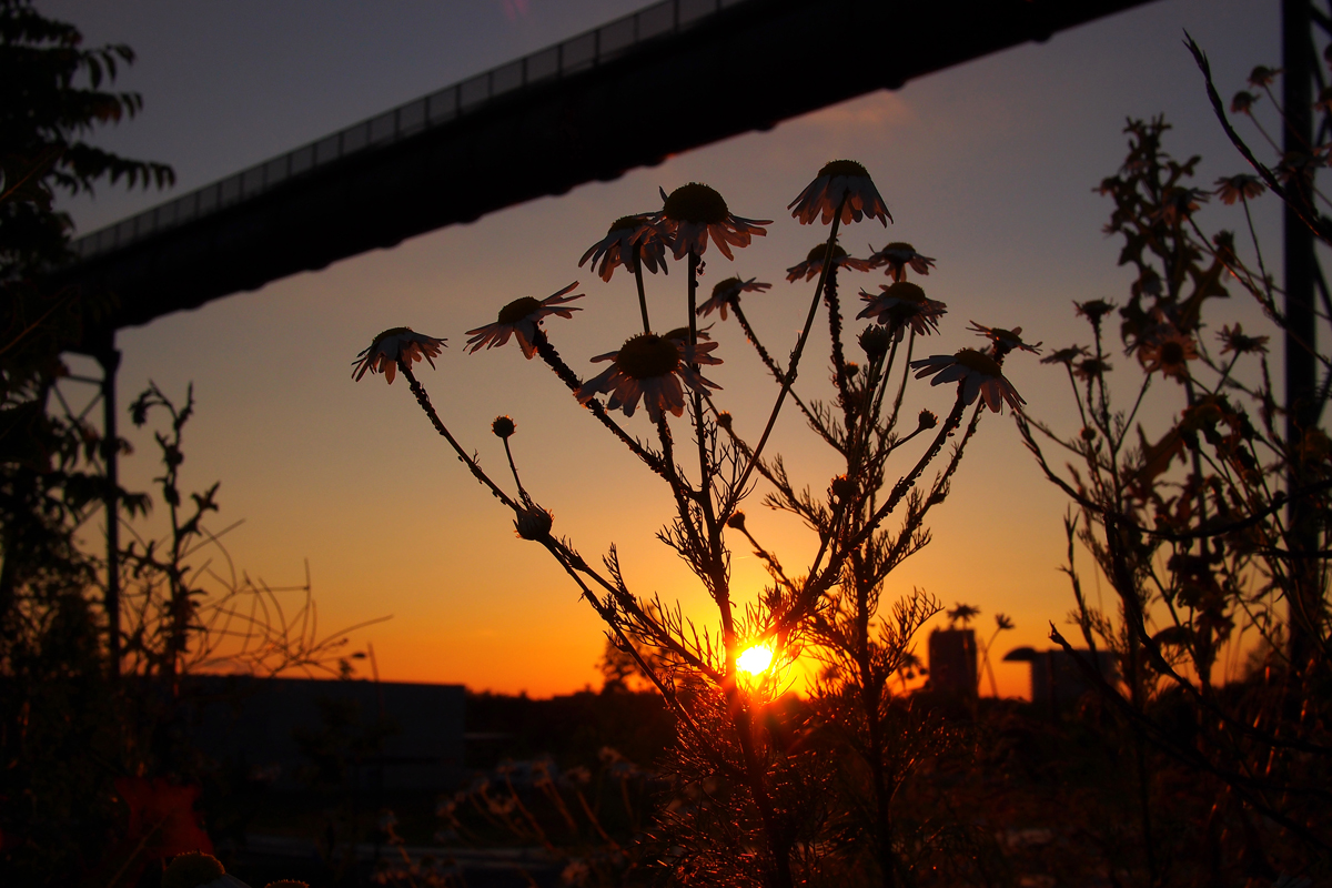 Aus der Schublade: Sonnenuntergänge. Hier: Phoenix West Skywalk - © Fee ist mein Name 