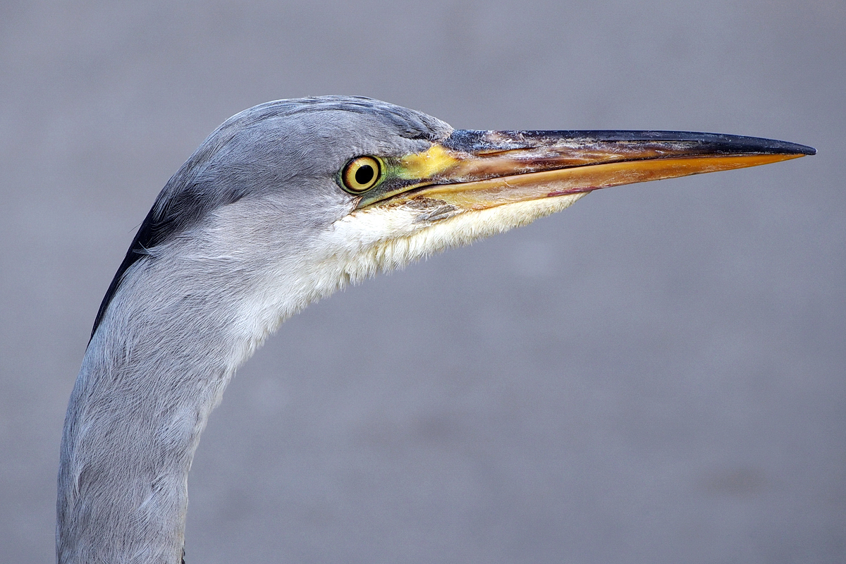 Aus der Schublade: Du hast doch 'nen Vogel! - © Fee ist mein Name