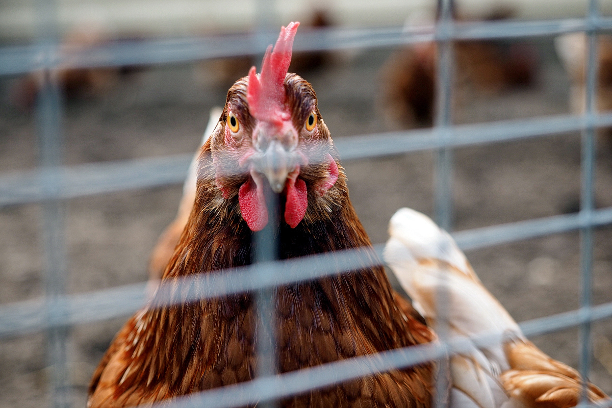 Aus der Schublade: Du hast doch 'nen Vogel! - © Fee ist mein Name