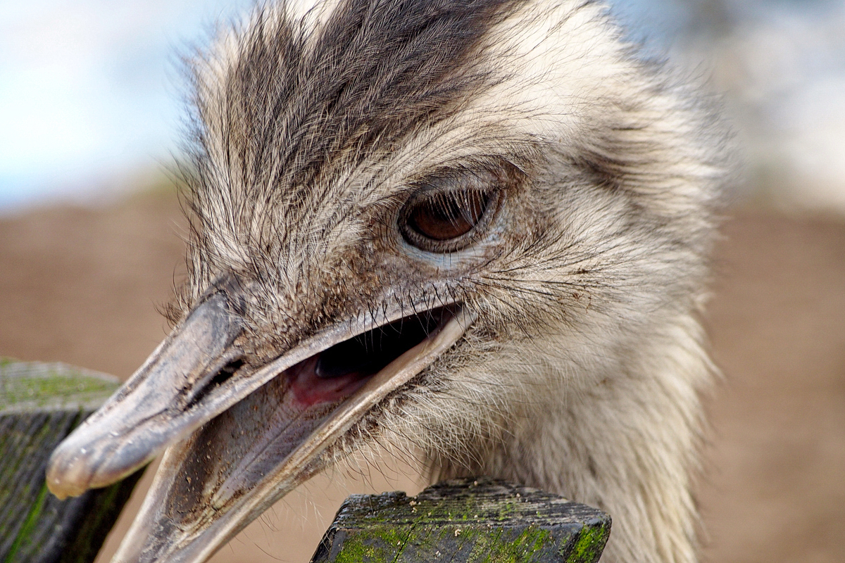 Aus der Schublade: Du hast doch 'nen Vogel! - © Fee ist mein Name