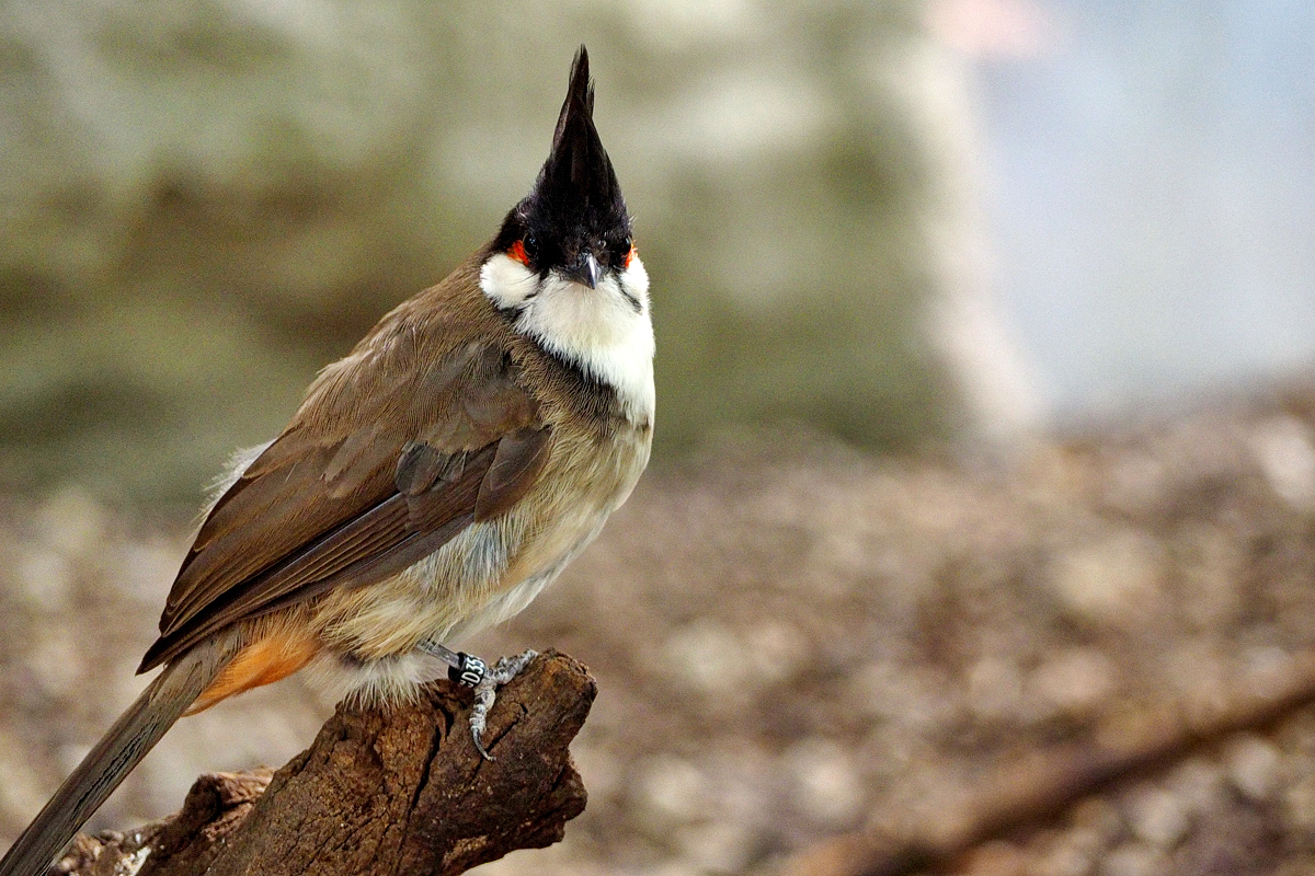 Aus der Schublade: Du hast doch 'nen Vogel! - © Fee ist mein Name