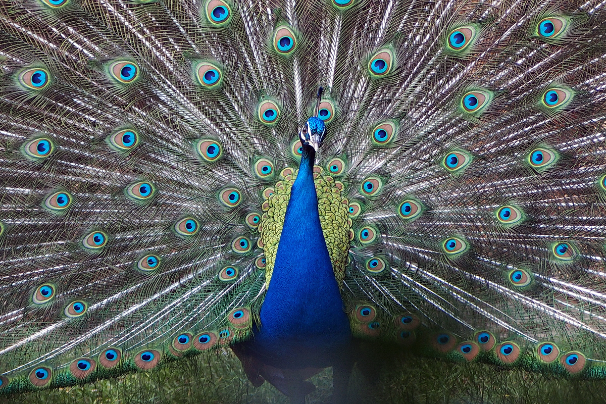 Aus der Schublade: Du hast doch 'nen Vogel! - © Fee ist mein Name