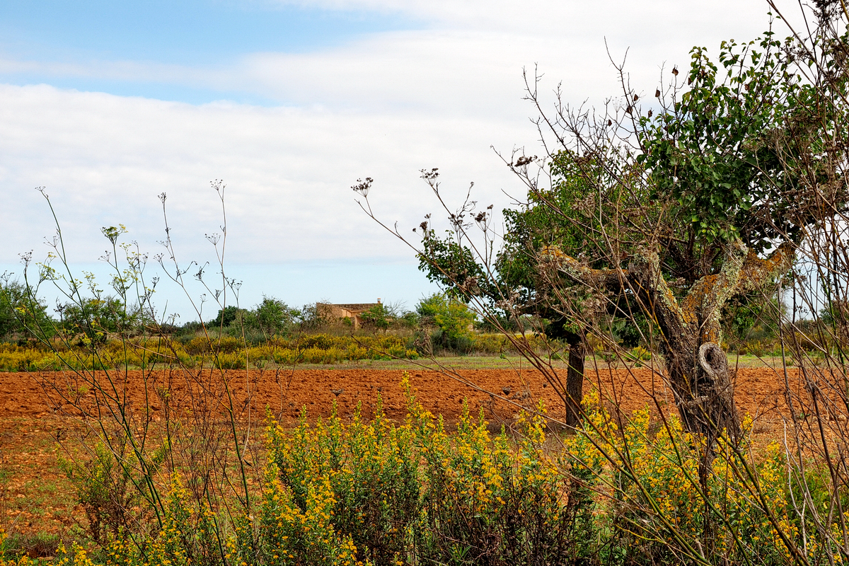 Übernachten UND Wohlfühlen auf Mallorca – Das Finca-Hotel "Agroturismo S'Horabaixa" mittem im Nichts – © "Fee ist mein Name"