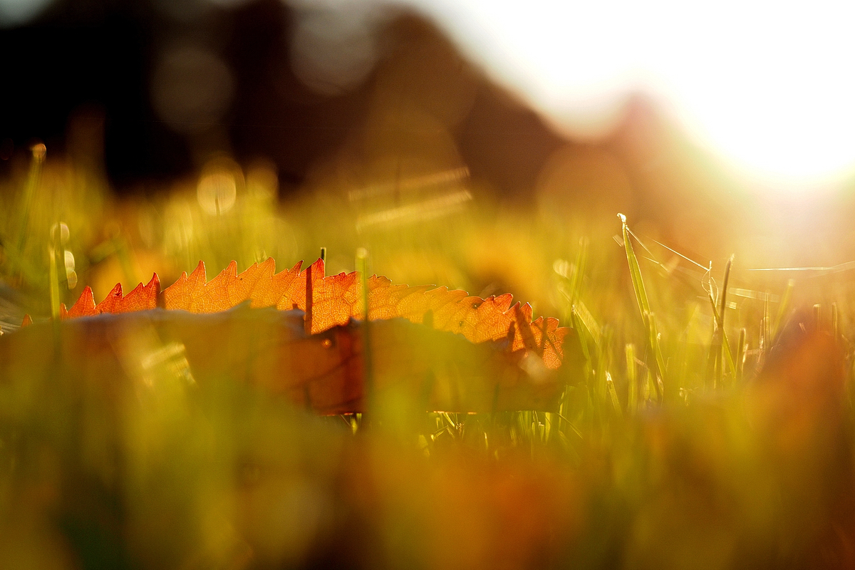 Vom Glück, nach Hause zu kommen – Gedanken zum Reisen und ein herbstlicher Spaziergang im Westfalenpark – © Fee ist mein Name