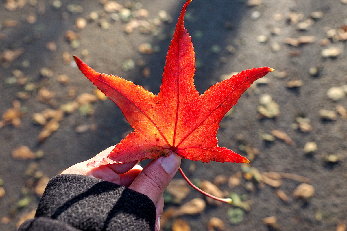 Vom Glück, nach Hause zu kommen – Gedanken zum Reisen und ein herbstlicher Spaziergang im Westfalenpark – © Fee ist mein Name