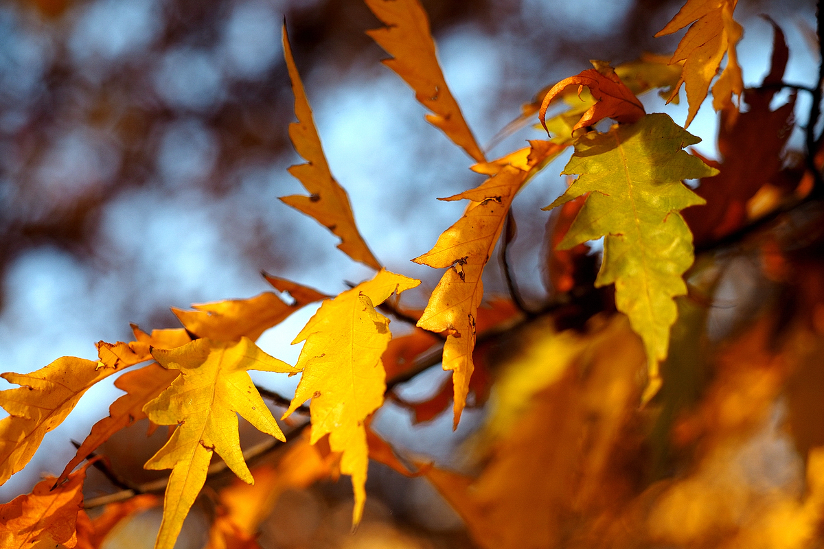 Vom Glück, nach Hause zu kommen – Gedanken zum Reisen und ein herbstlicher Spaziergang im Westfalenpark – © Fee ist mein Name