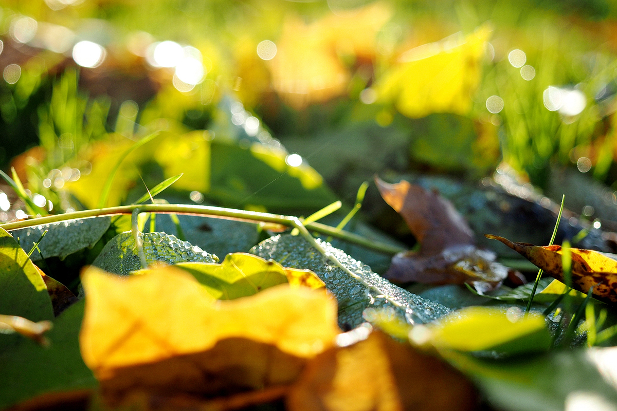 Vom Glück, nach Hause zu kommen – Gedanken zum Reisen und ein herbstlicher Spaziergang im Westfalenpark – © Fee ist mein Name