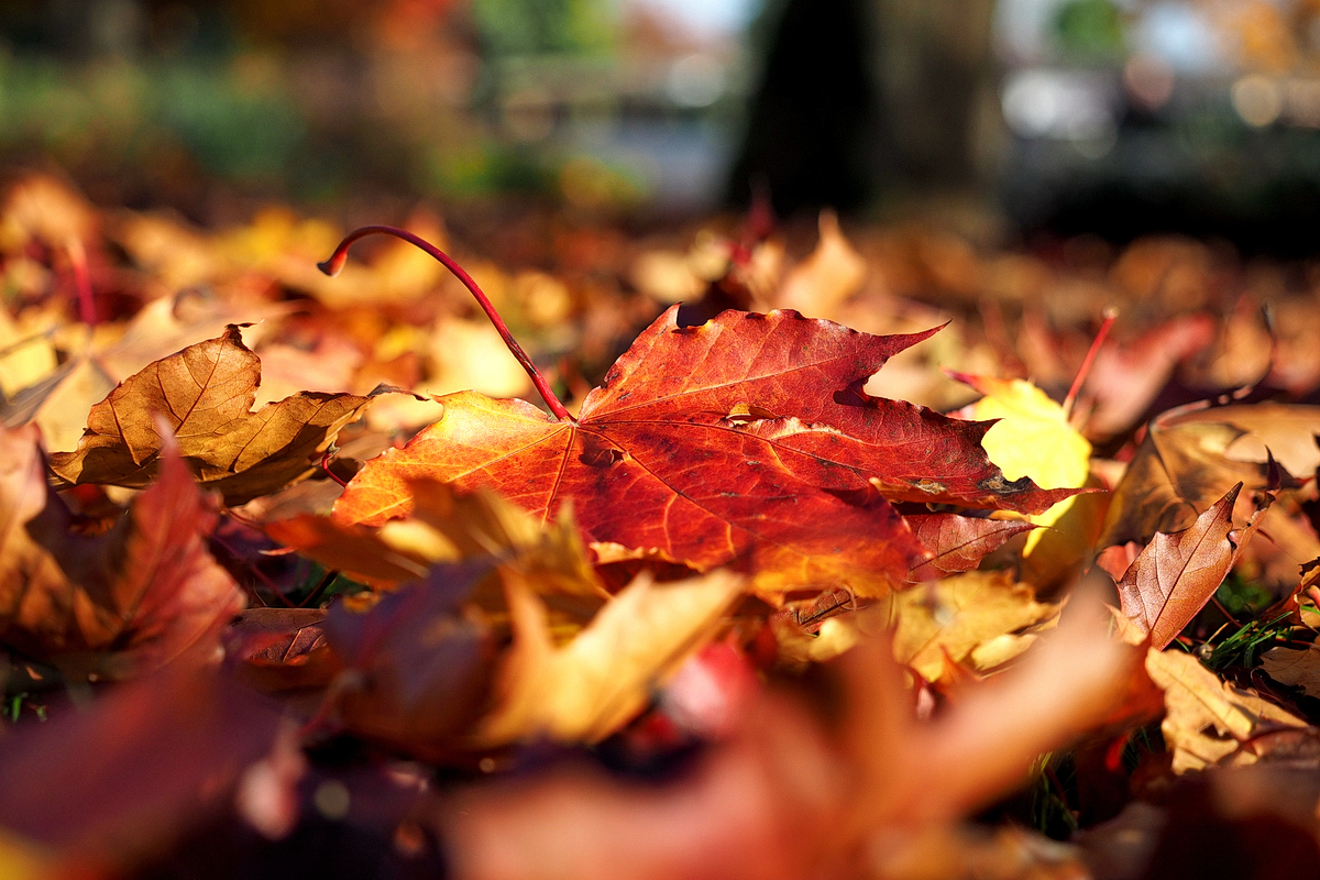 Vom Glück, nach Hause zu kommen – Gedanken zum Reisen und ein herbstlicher Spaziergang im Westfalenpark – © Fee ist mein Name