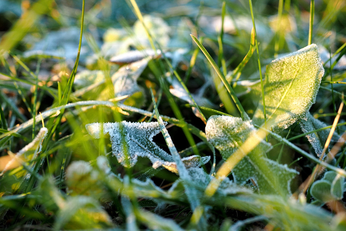 Ein Plädoyer für Parks im Winter (im Allgemeinen und für den Westfalenpark im Speziellen) - © "Fee ist mein Name"