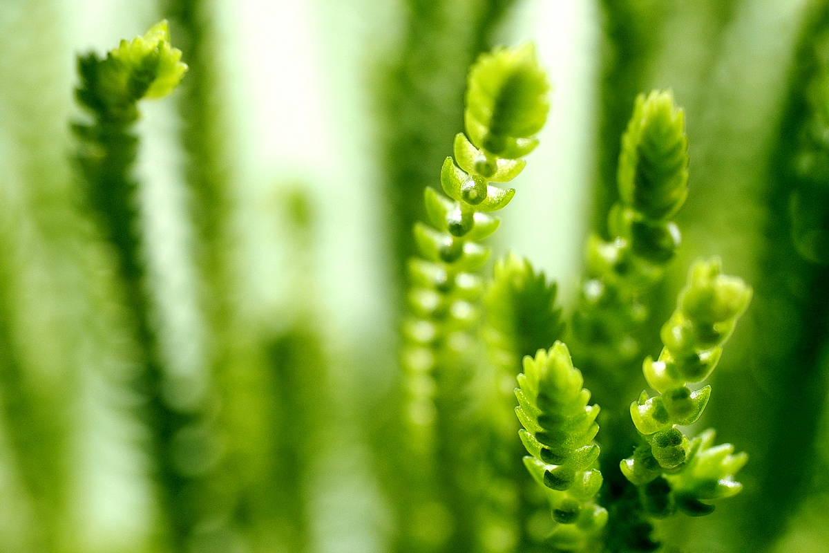 Botanical Zoom – Ein Blick auf meine Fensterbänke