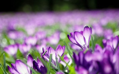 Frühlingsblüher im Dortmunder Rombergpark