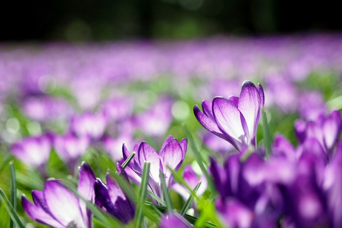 Frühlingsblüher im Dortmunder Rombergpark