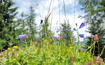 Bergblumen am Achensee - "Fee ist mein Name"