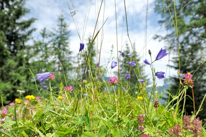 Bergblumen am Achensee - "Fee ist mein Name"