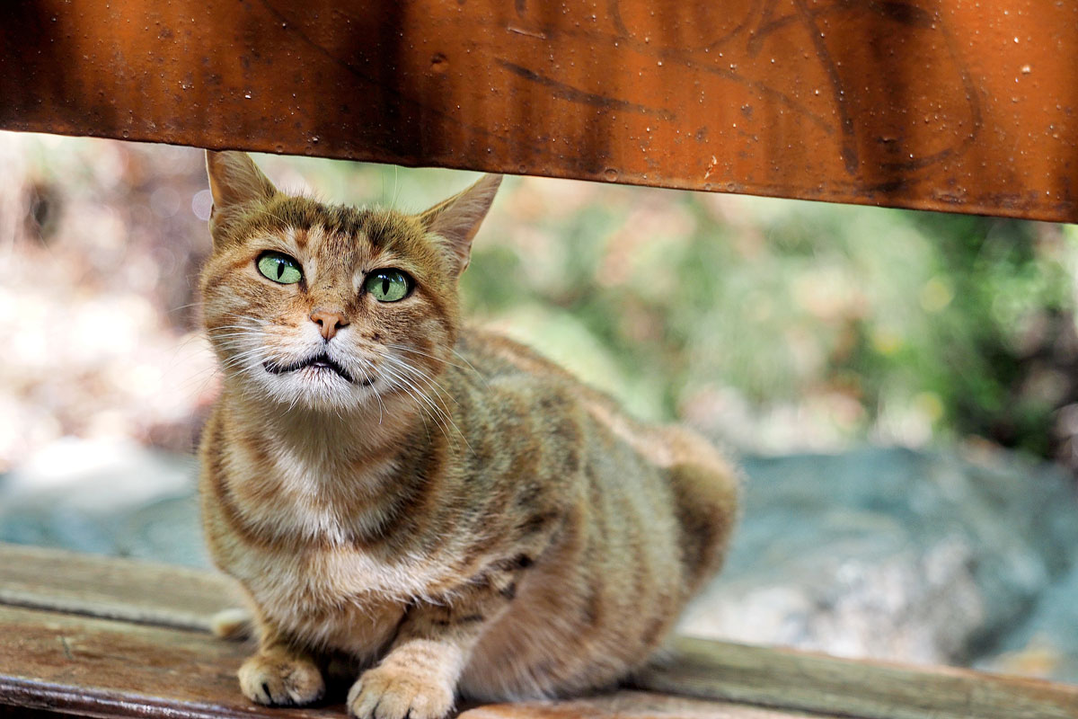Zypern Deine Katzen Fee Ist Mein Name