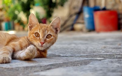 Zypern und seine Katzen - "Fee ist mein Name"