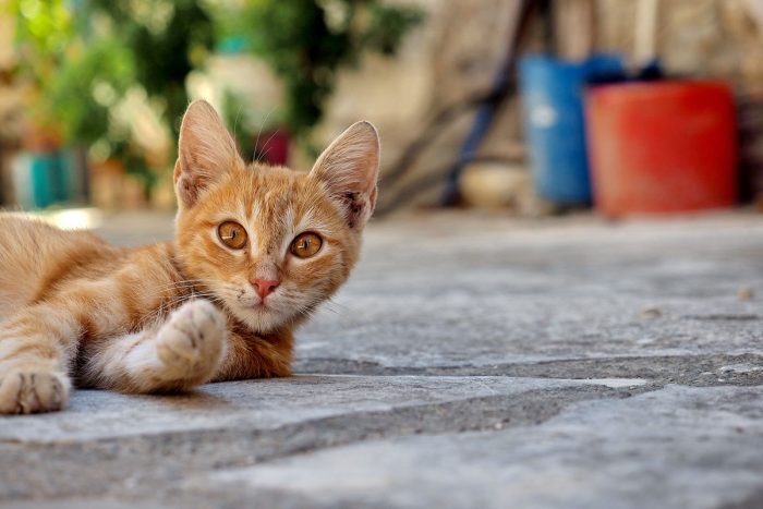 Zypern und seine Katzen - "Fee ist mein Name"