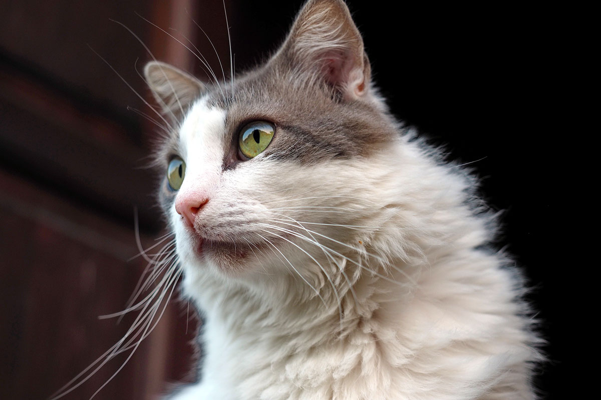 Zypern Deine Katzen Fee Ist Mein Name