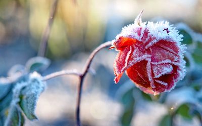 Ein frostiger Dezembertag im Westfalenpark - "Fee ist mein Name"