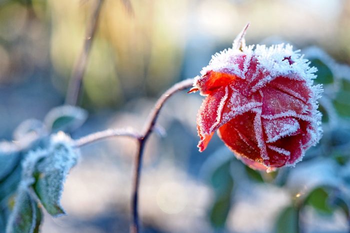 Ein frostiger Dezembertag im Westfalenpark - "Fee ist mein Name"