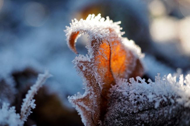Ein frostiger Dezembertag im Westfalenpark - "Fee ist mein Name"