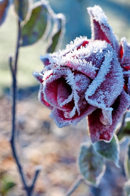 Ein frostiger Dezembertag im Westfalenpark - "Fee ist mein Name"