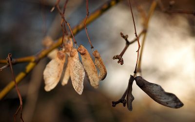 Neujahrsspaziergang im Westfalenpark - "Fee ist mein Name"