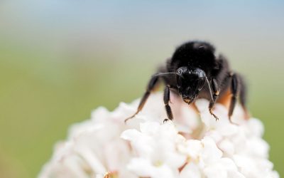 Erste Aufnahmen mit dem neuen Makroobjektiv - "Fee ist mein Name"