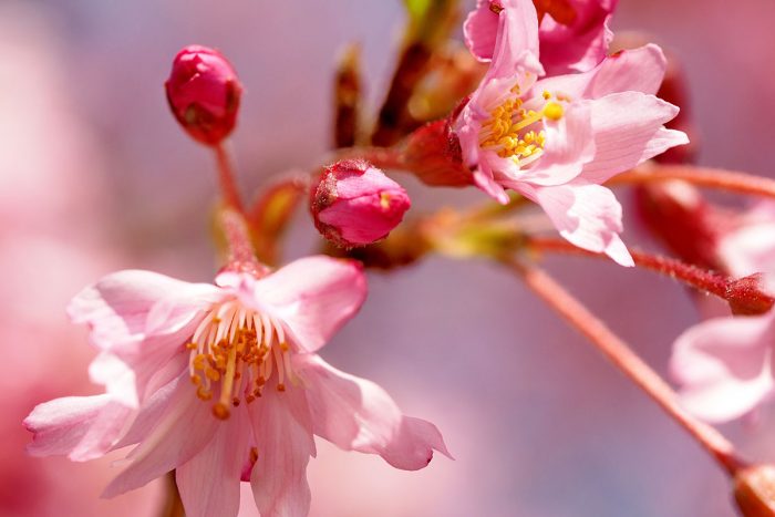 Das Glück, der Natur beim Wachsen zuzusehen - "Fee ist mein Name"