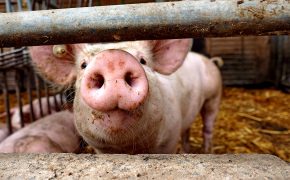 Bauernhofbesuch auf dem AWO Schultenhof in Dortmund - "Fee ist mein Name"