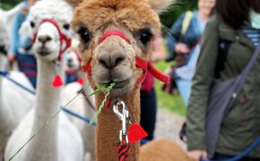 Alpakawanderung mit "Daniels kleine Farm" in Castrop-Rauxel / Ruhrgebiet - "Fee ist mein Name"