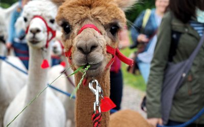 Alpakawanderung mit "Daniels kleine Farm" in Castrop-Rauxel / Ruhrgebiet - "Fee ist mein Name"