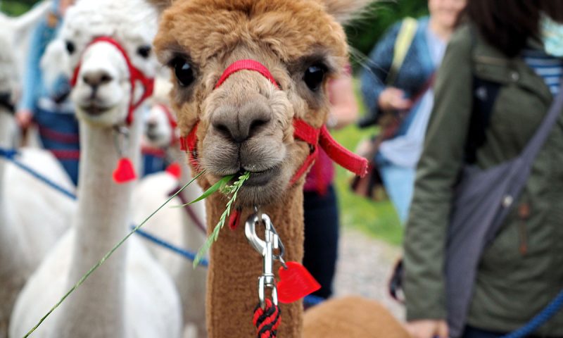 Alpakawanderung mit "Daniels kleine Farm" in Castrop-Rauxel / Ruhrgebiet - "Fee ist mein Name"