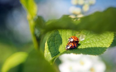 Was ist Glück? - "Fee ist mein Name"