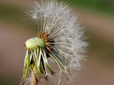 Sendepause - "Fee ist mein Name"