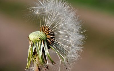 Sendepause - "Fee ist mein Name"