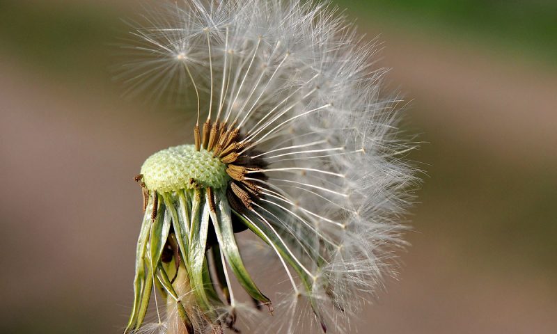 Sendepause - "Fee ist mein Name"