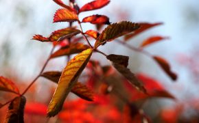 Herbst im Dortmunder Westfalenpark - "Fee ist mein Name"