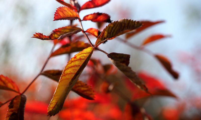 Herbst im Dortmunder Westfalenpark - "Fee ist mein Name"