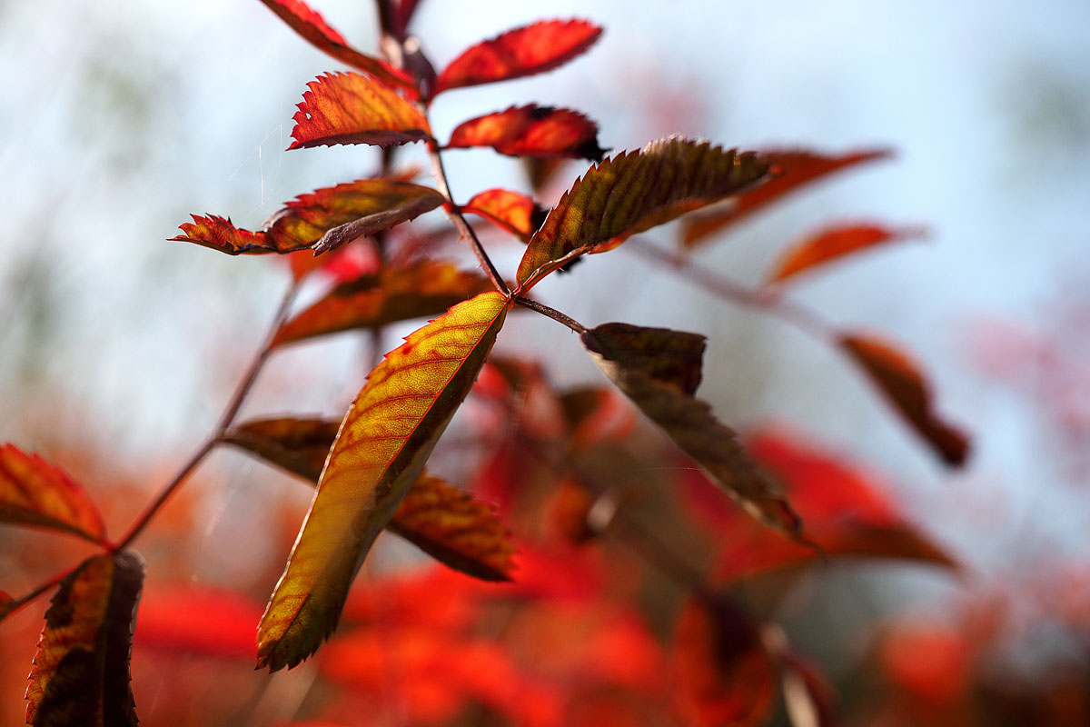 Herbst im Dortmunder Westfalenpark - "Fee ist mein Name"