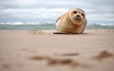 Was von Dänemark übrig blieb: Seehunde – eine Reise mit "Fee ist mein Name"
